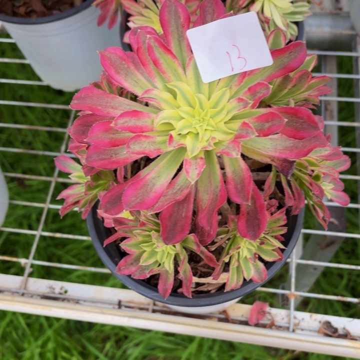 云南绿体仙墨好看13号