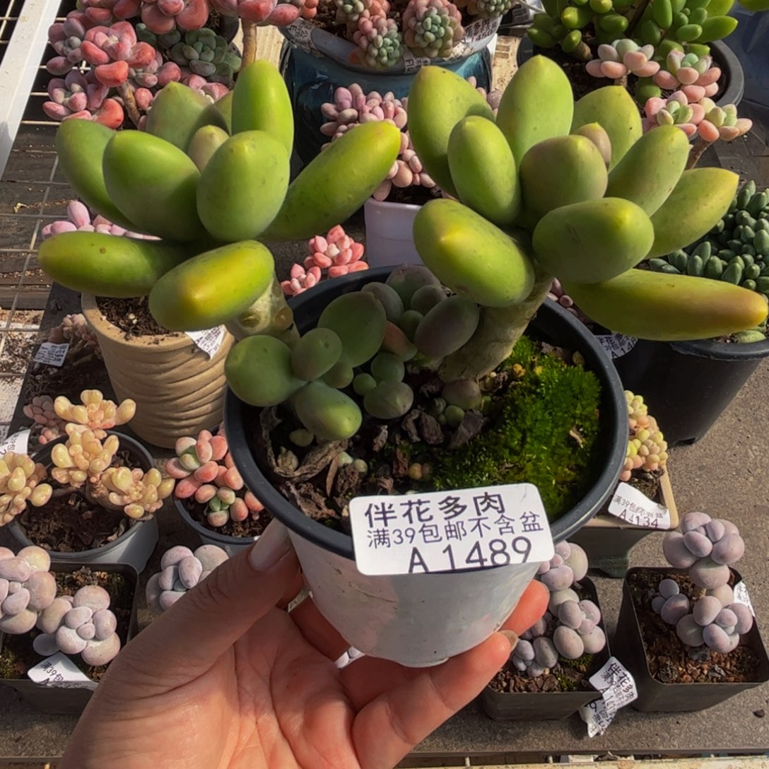 1489芒果奶10cm多肉