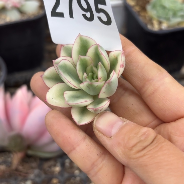 多肉植物头盖锦无根满18包邮