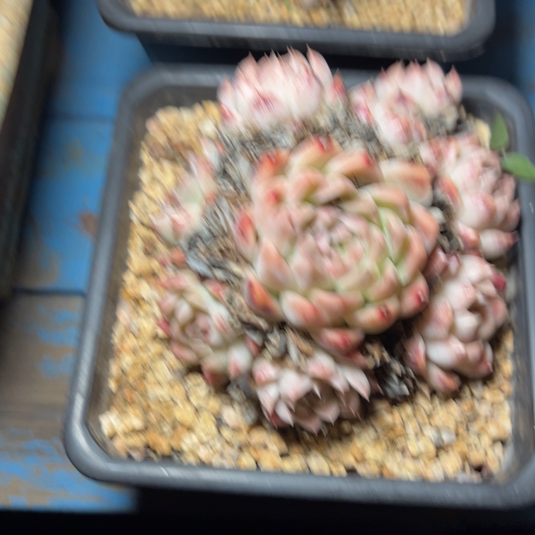 多肉老桩  脱土发货