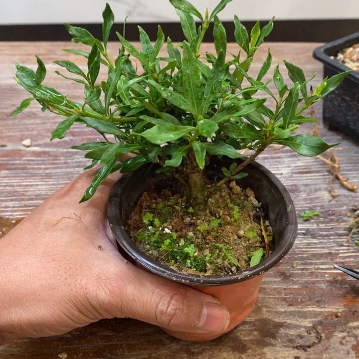 芳***花完全开放栀子花111