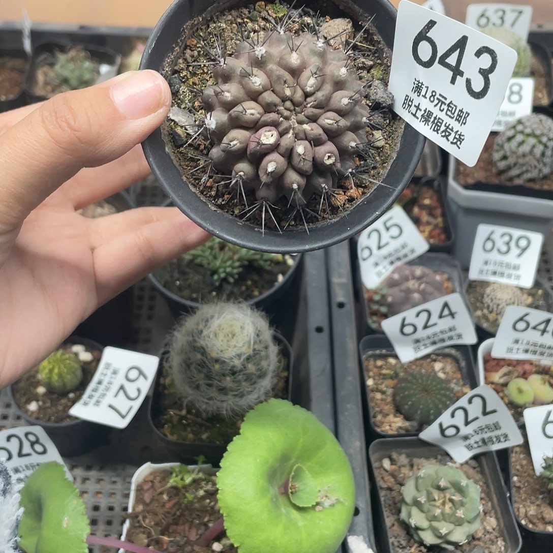 643天星丸仙人球自根