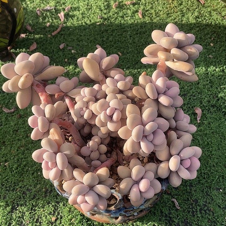 147 多肉不带盆土满20包邮发货