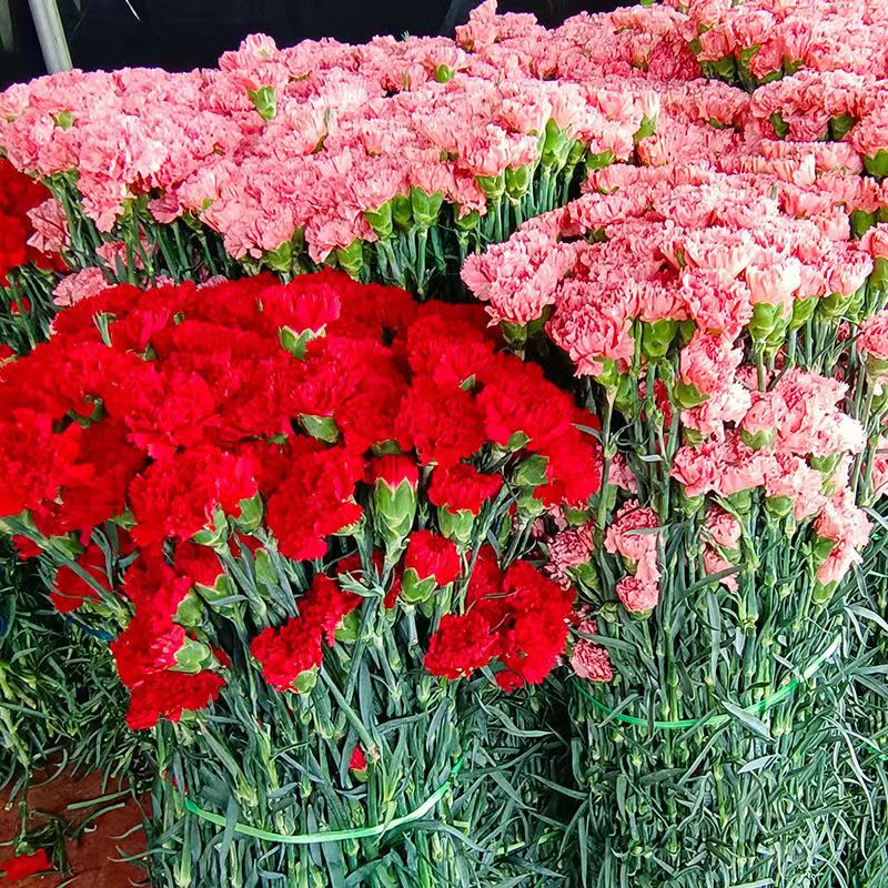 康乃馨鲜花单头鲜花母亲节教师节易养花鲜切花束室内装饰用花配花