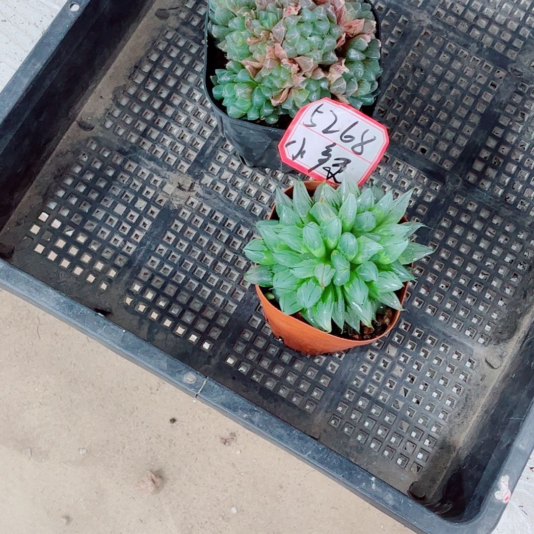 蓝镜玉露西亚姬一勿一拍