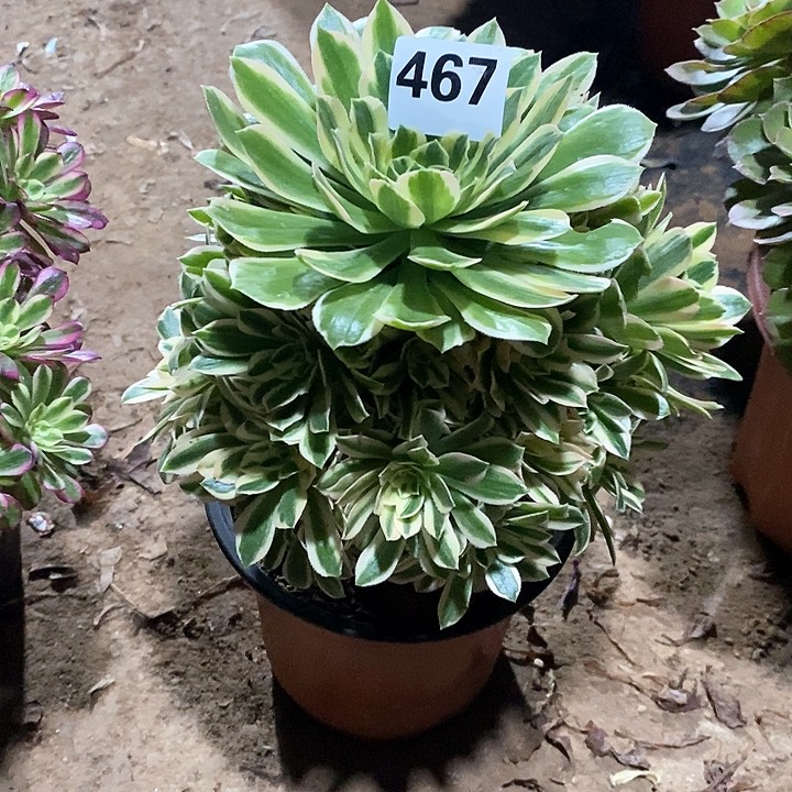 法师植物一物一拍，467