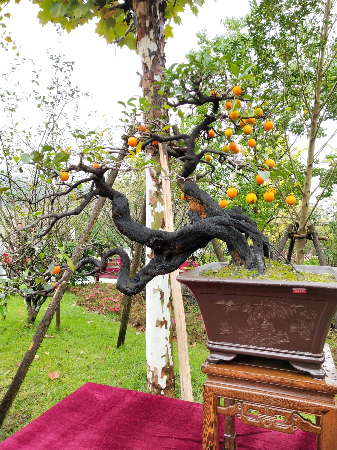 金弹子精品盆景一物一拍