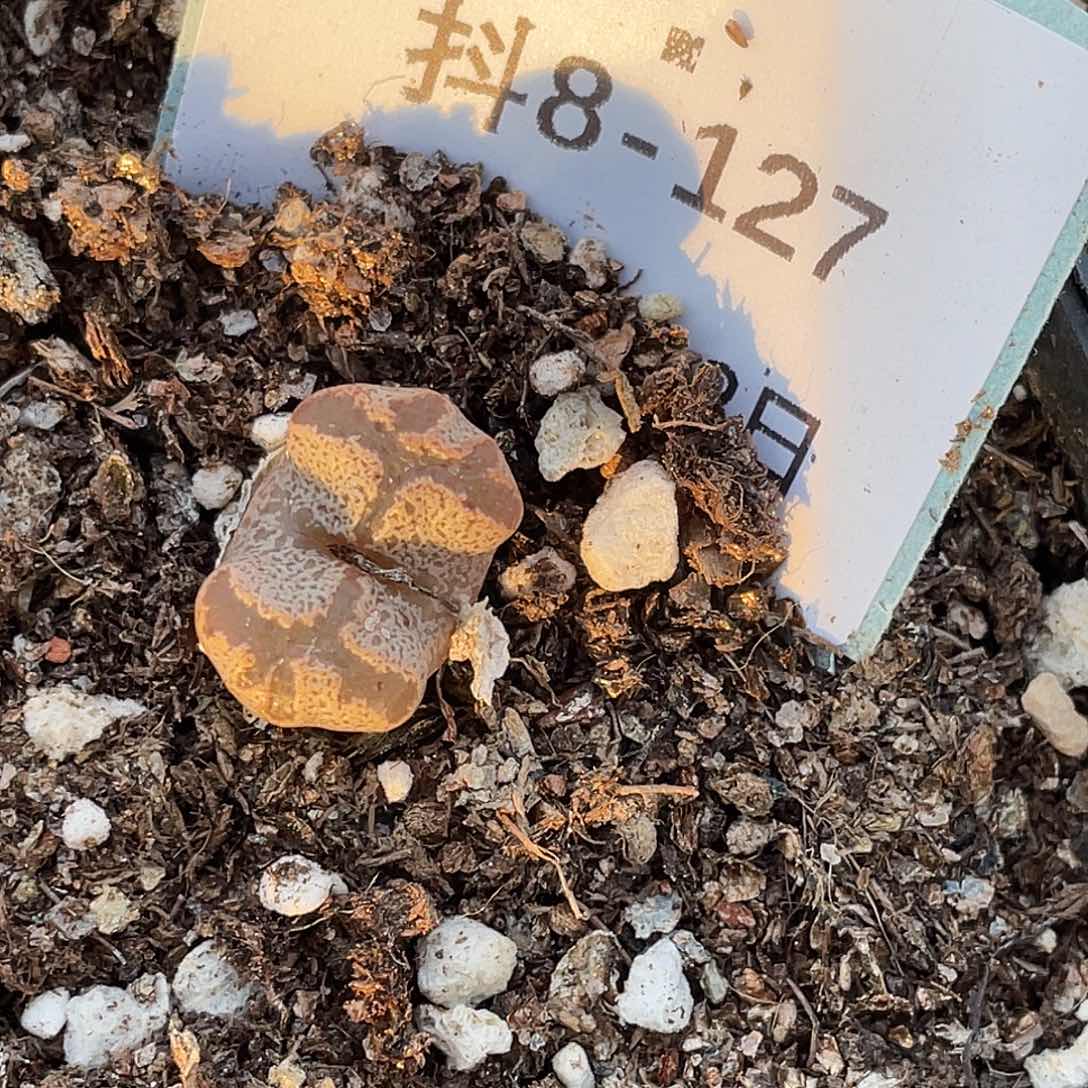 8-127超碟多肉植物