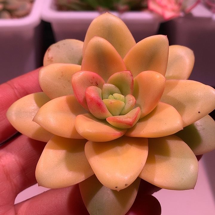 葡萄锦锦锦锦锦锦锦锦