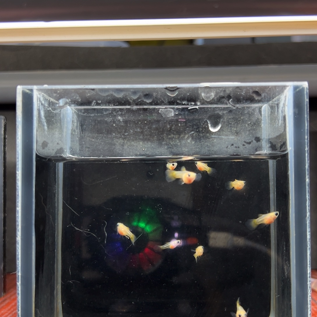 孔雀鱼皇家落日苗10条