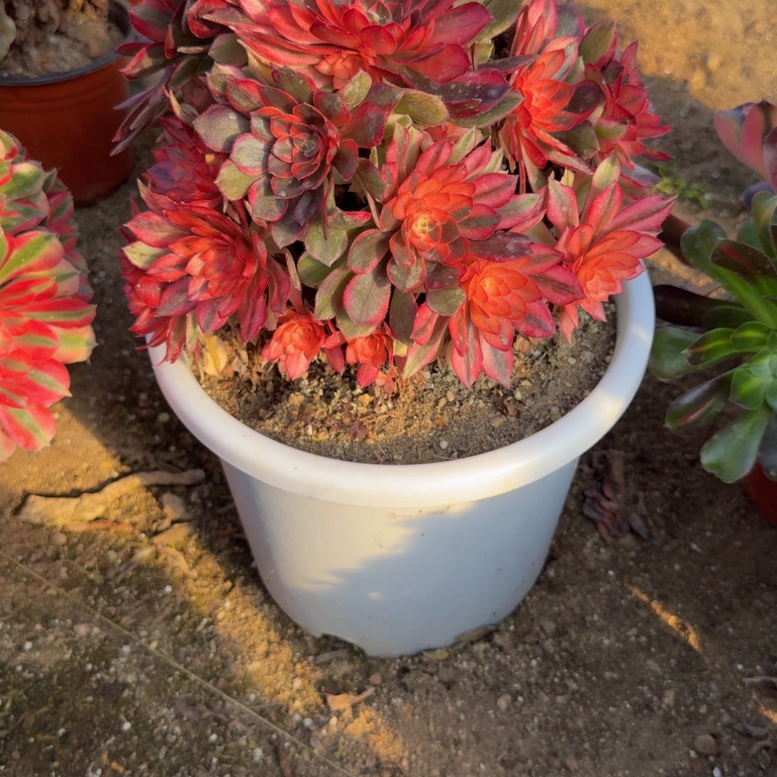 475黑魔锦 多肉植物