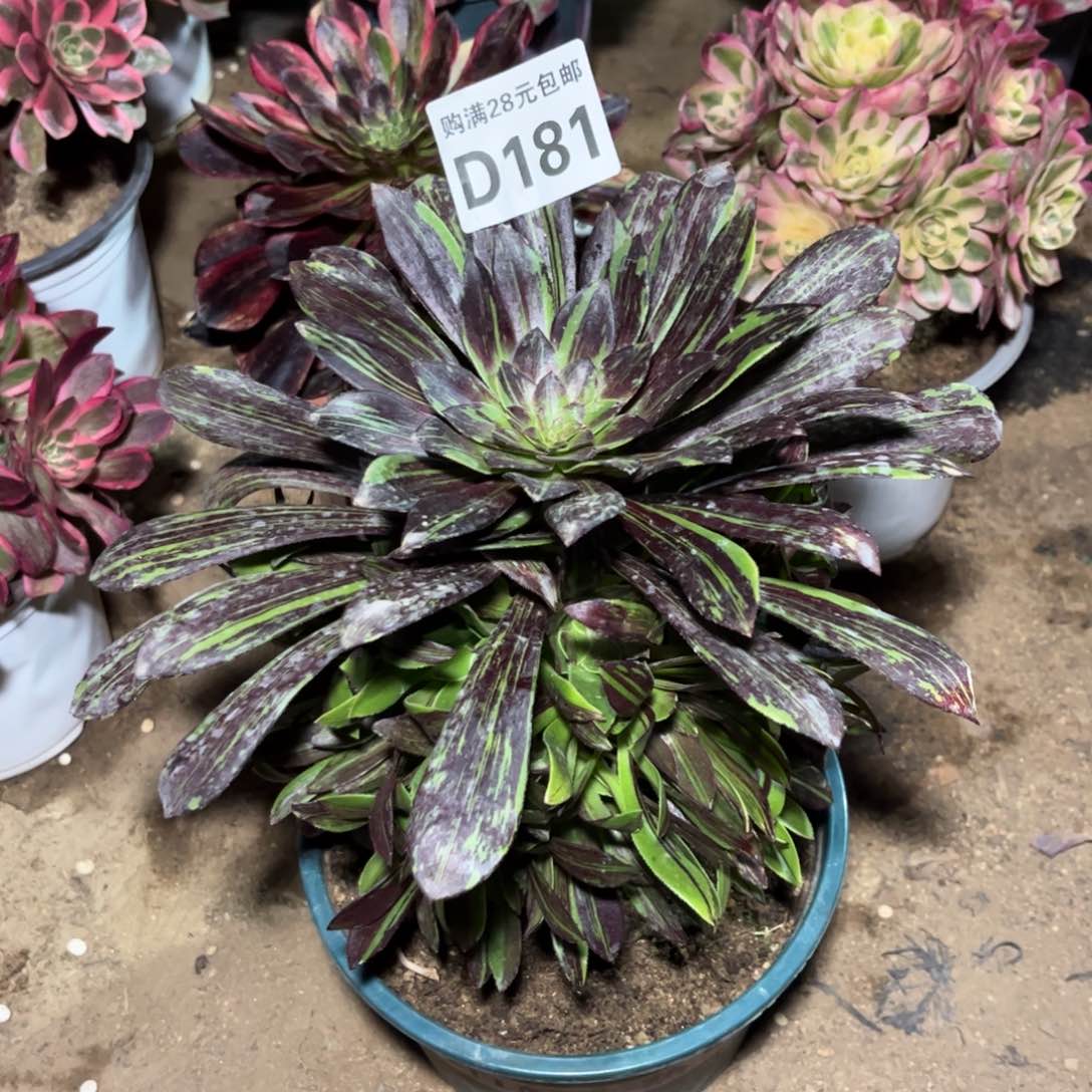 181多肉植物水墨丹青