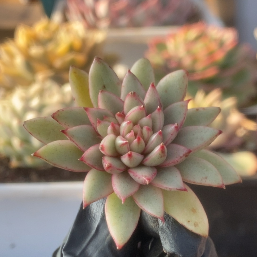 003黄金雨锦锦锦锦