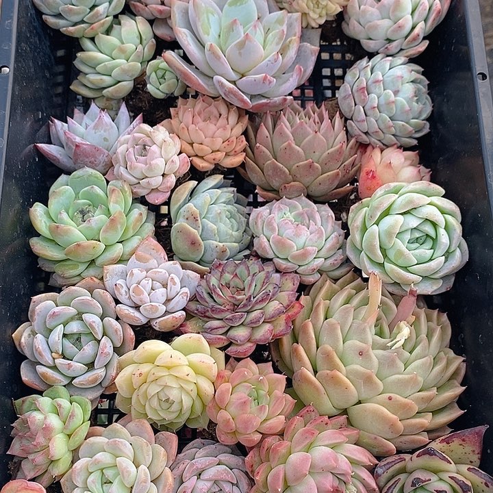 406 多肉植物盆栽花卉植物