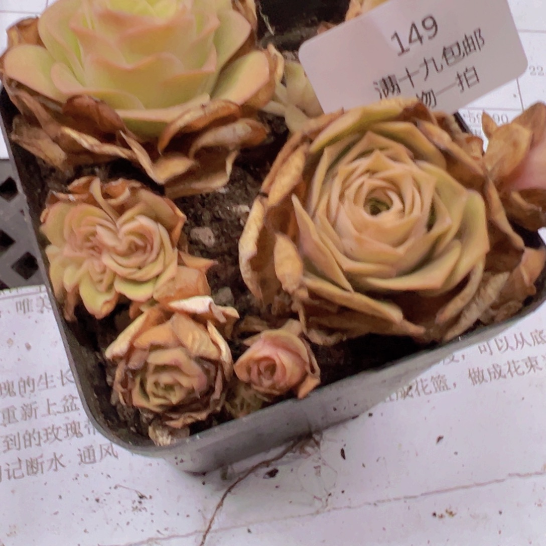 149 带盆土发货无售后