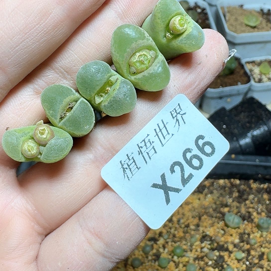 266盒多肉植物哇c c