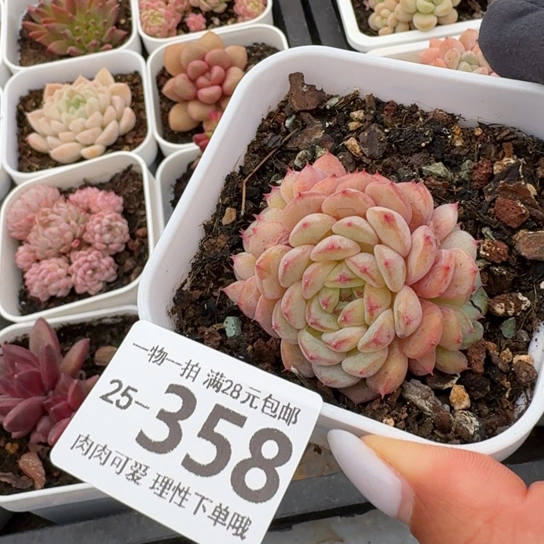 白胖子无盆土发货无盆