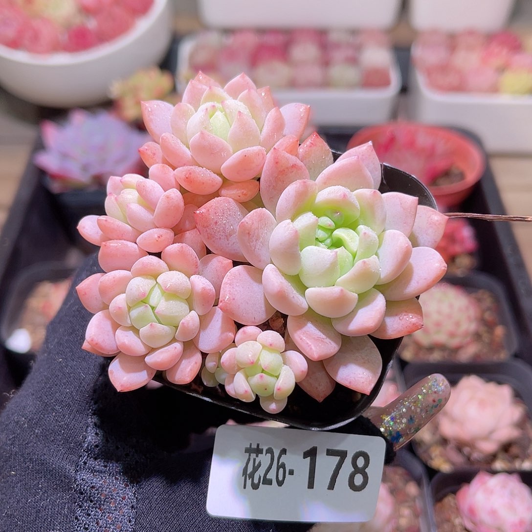 花利美26-178洛丽塔