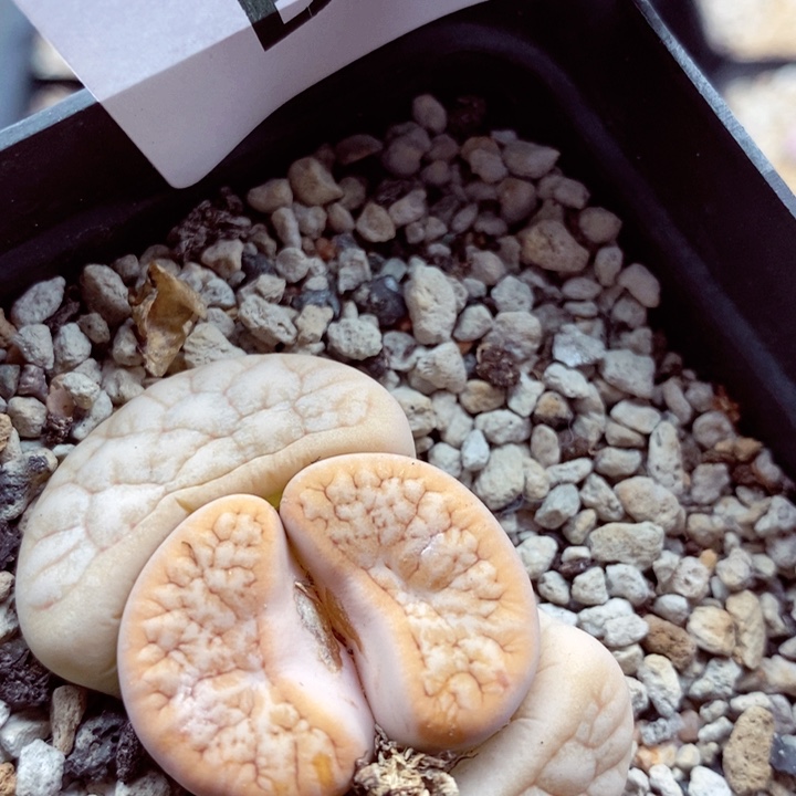 我的小姐姐们都是我626