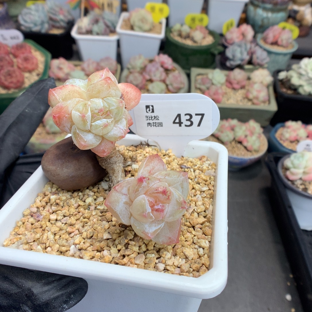 Y***1437 冰玉石化多肉