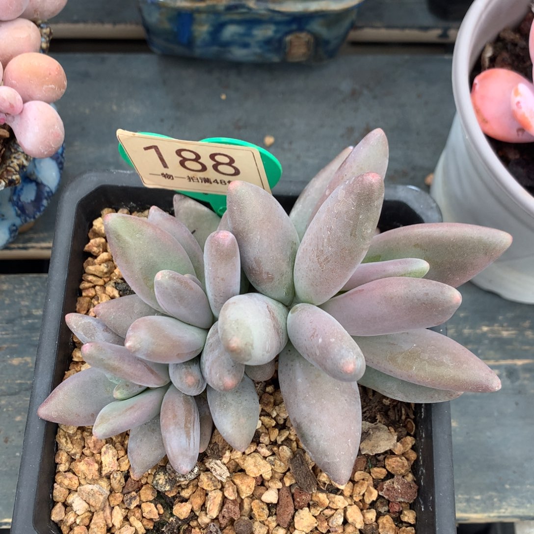 企鹅无砍开播福利188