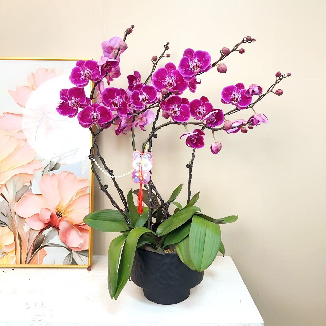 A+级【天空一号】精品 蝴蝶兰