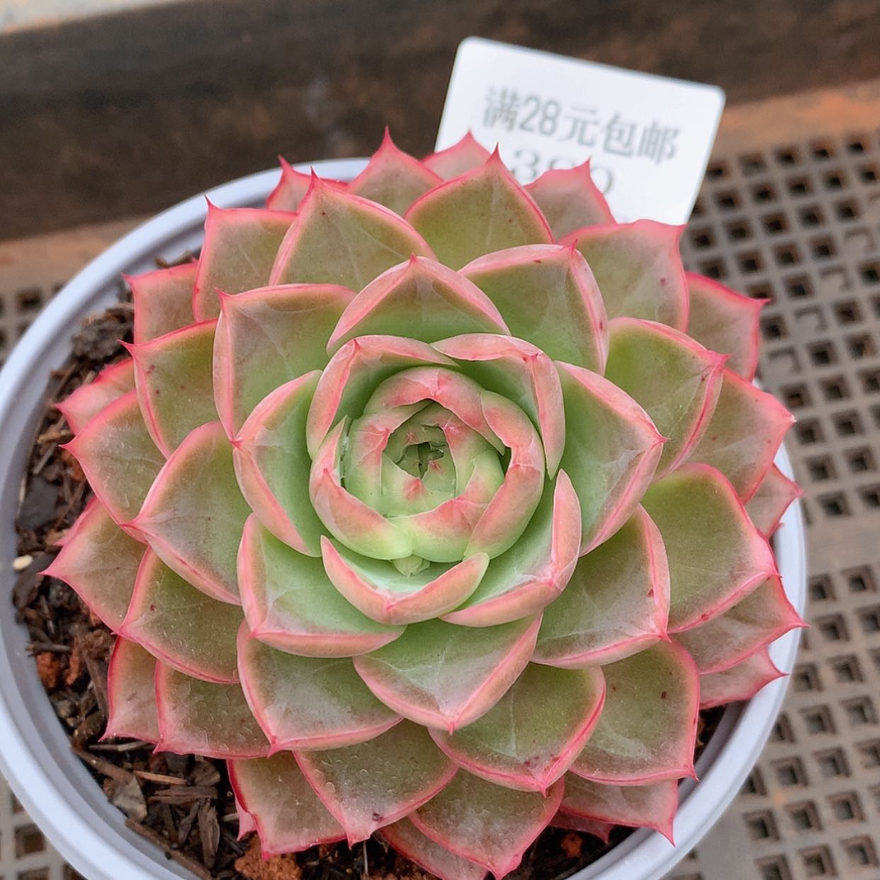 【闪购商品】云390号女王杂交8厘米