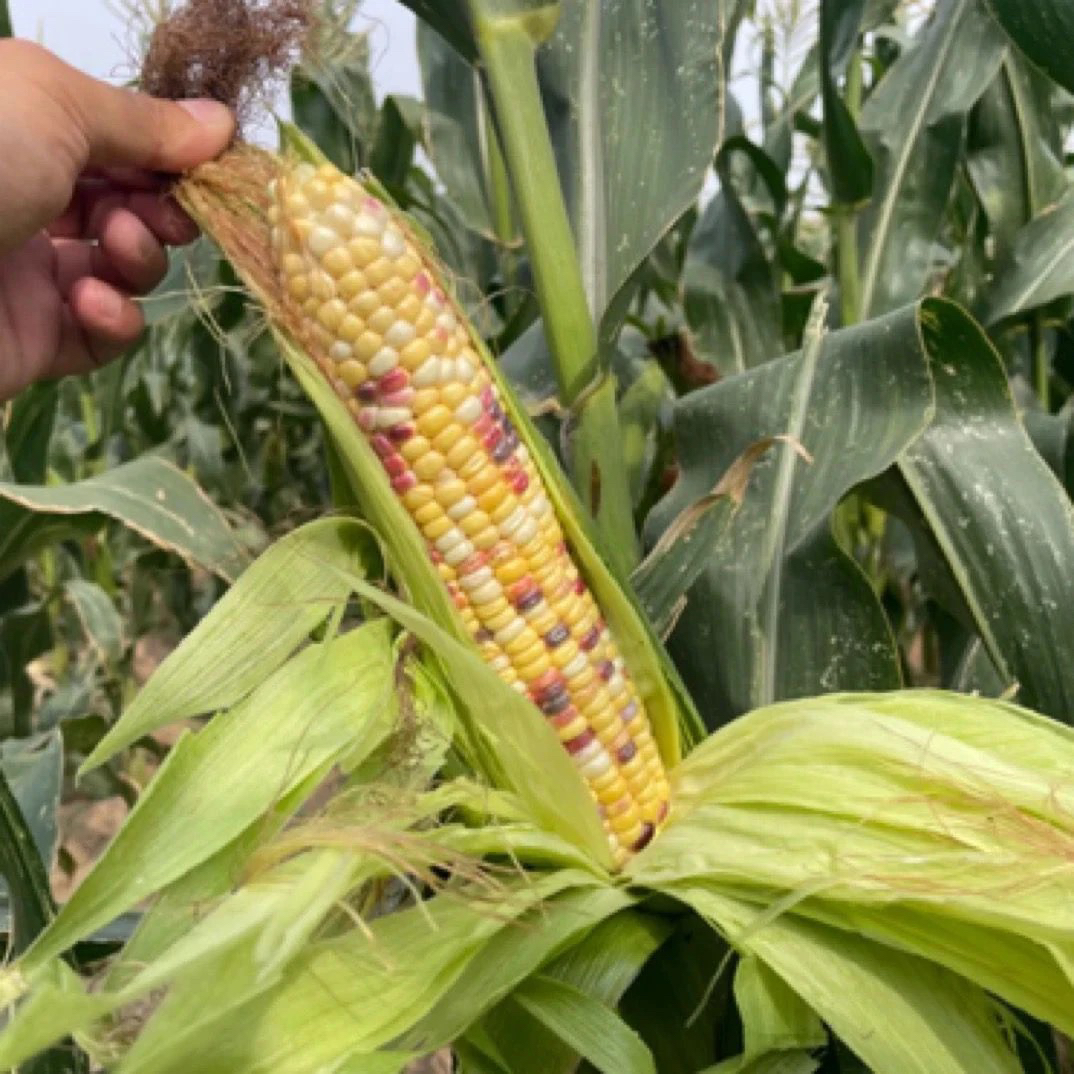 山东五彩花糯玉米 现掰现发 五彩玉米棒子偏瘦山东省