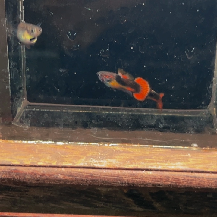 孔雀鱼半礼服小圆尾俩对