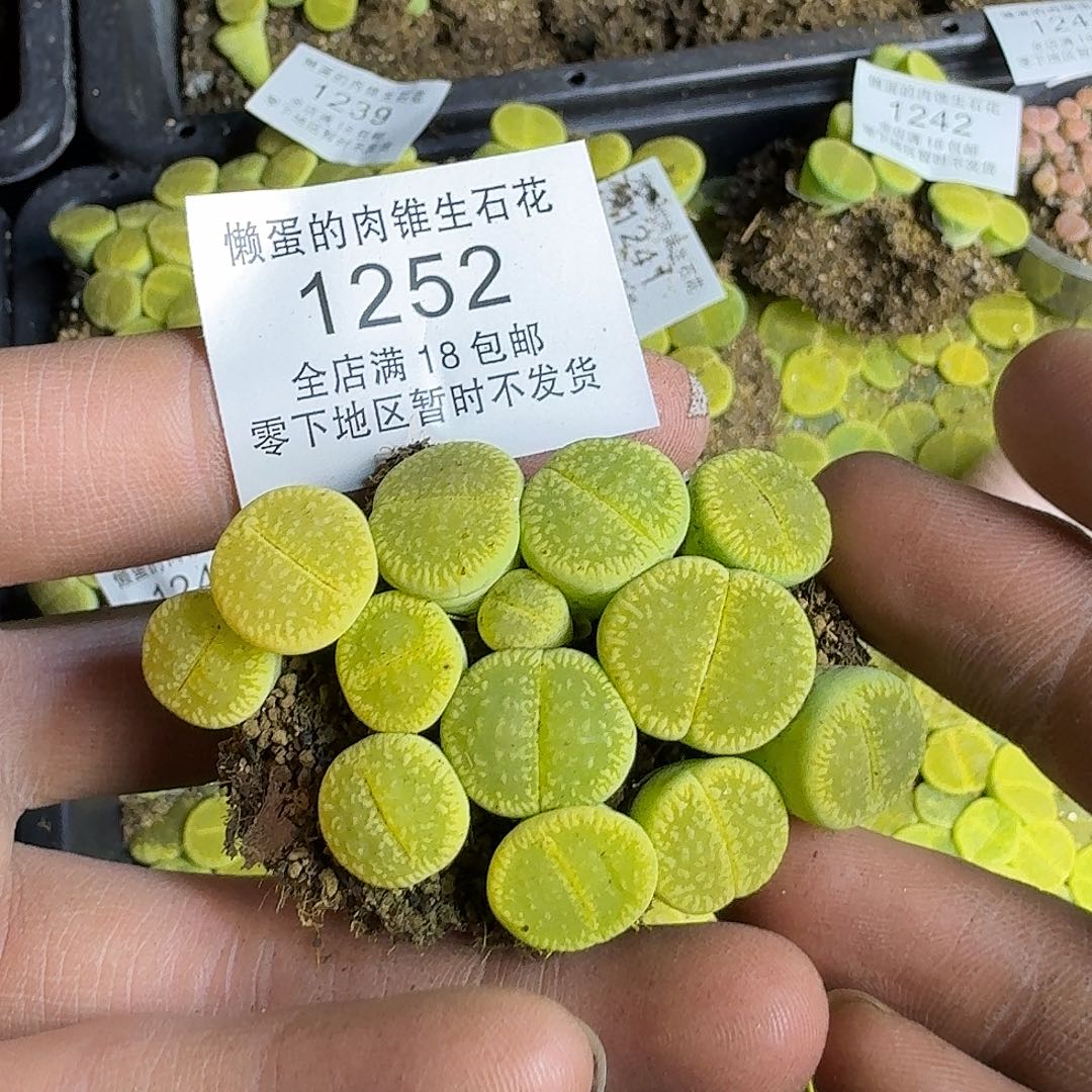 1252 哈哈哈哈哈哈哈