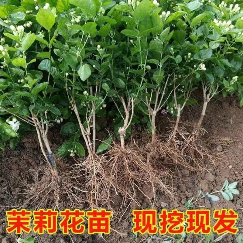 【带花苞重瓣香水茉莉花苗】花卉盆栽庭院窗台观花植物花卉绿植