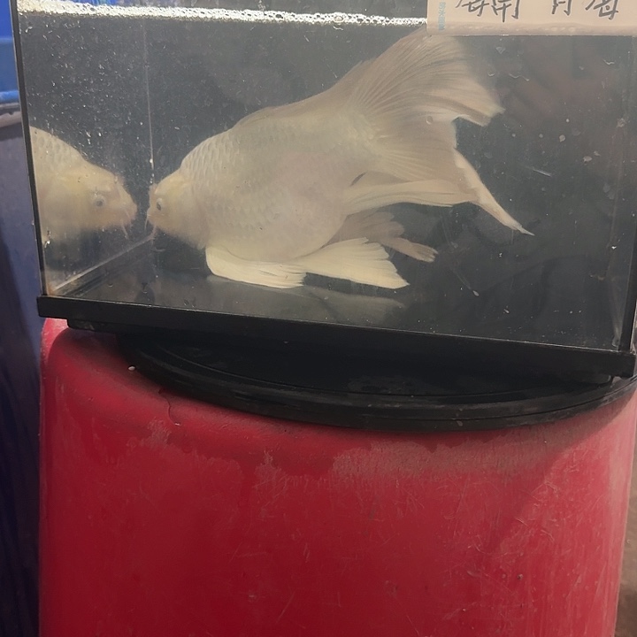 维***哥蝴蝶鲤鱼蝴蝶鲤128包邮