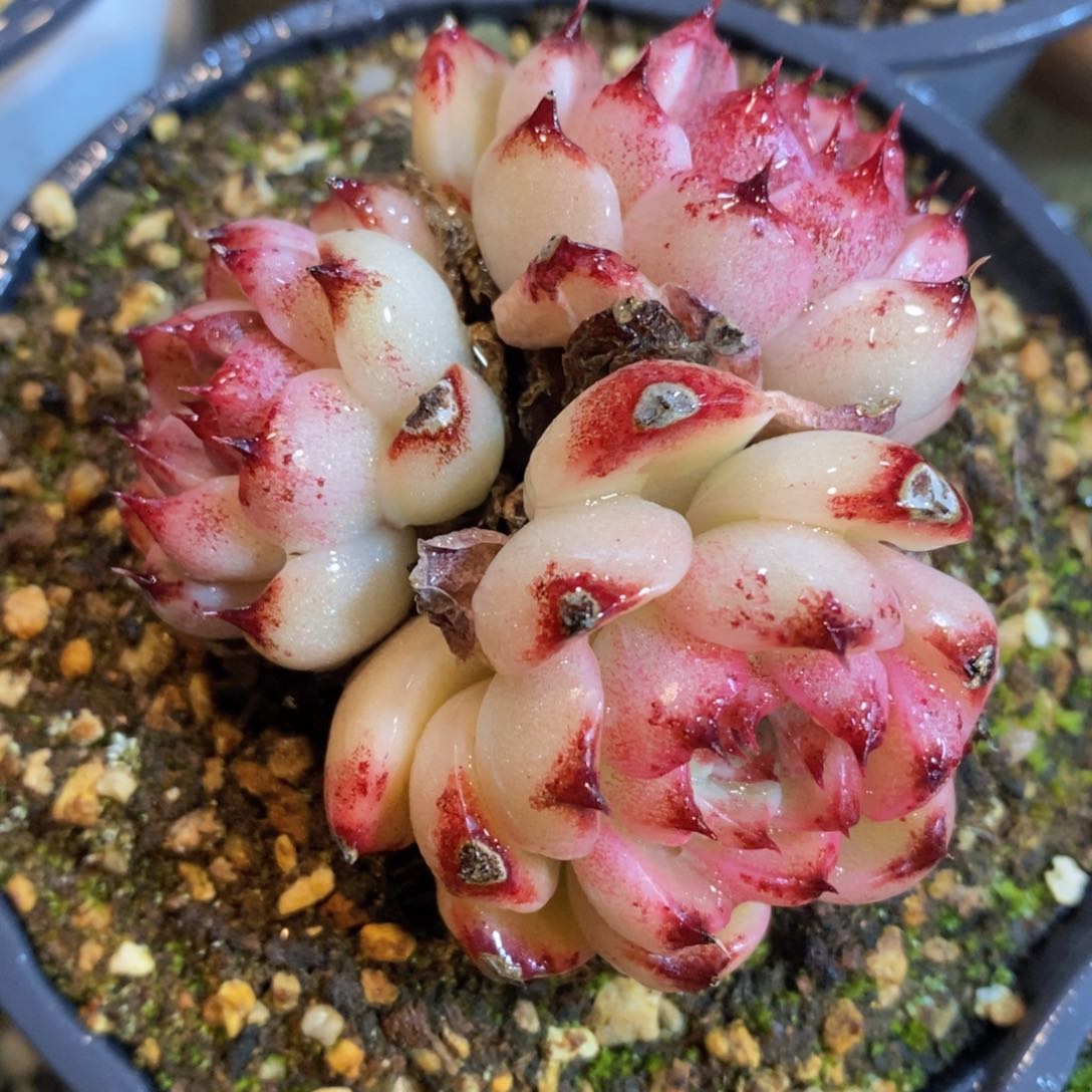 可问主播品种，下滑链接更多品种多肉选择