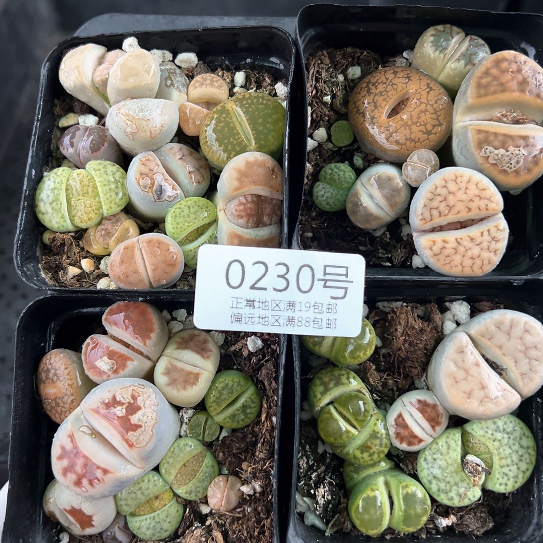 0230 好养易活生石花大母本4盆