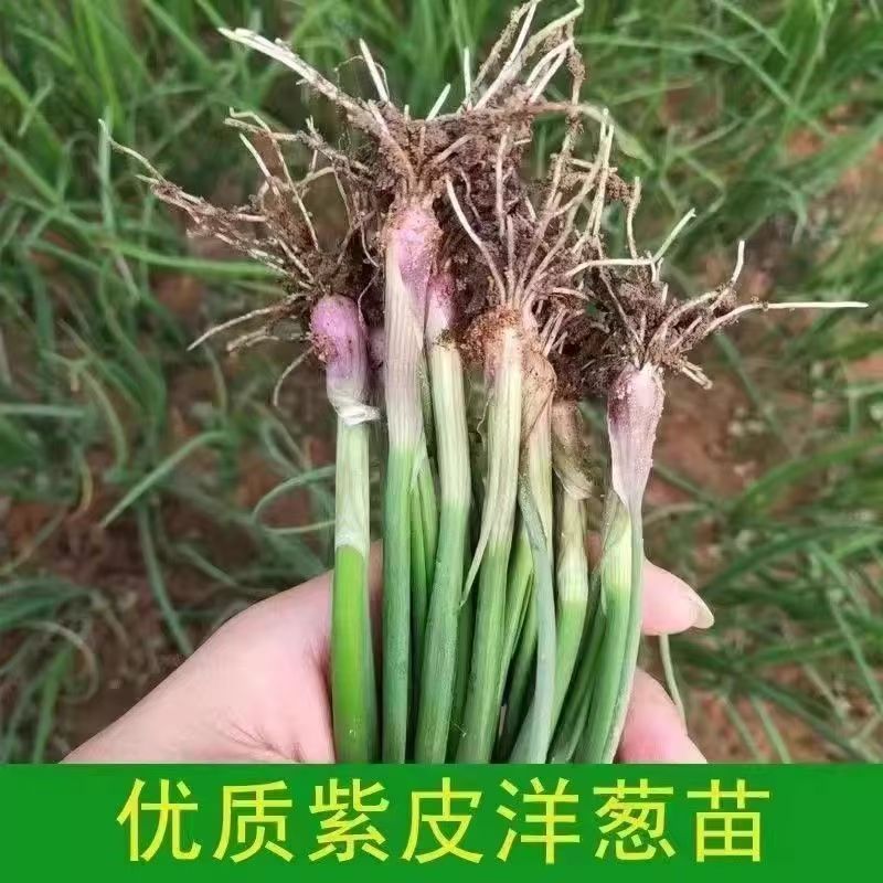  基地直发正宗水果洋葱苗耐寒紫皮水果洋葱苗冬季地栽秧苗