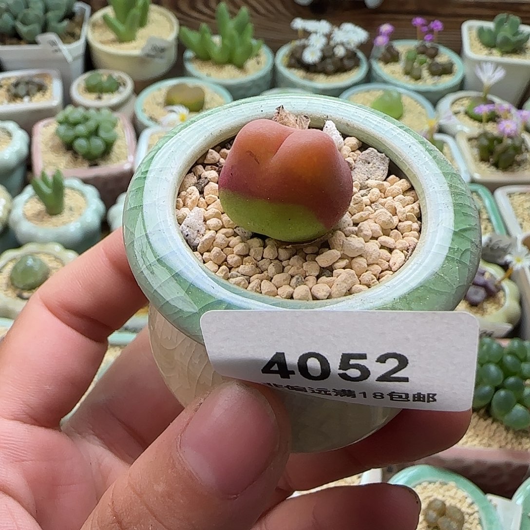 4052--一物一拍 带盆水蜜桃1430.5