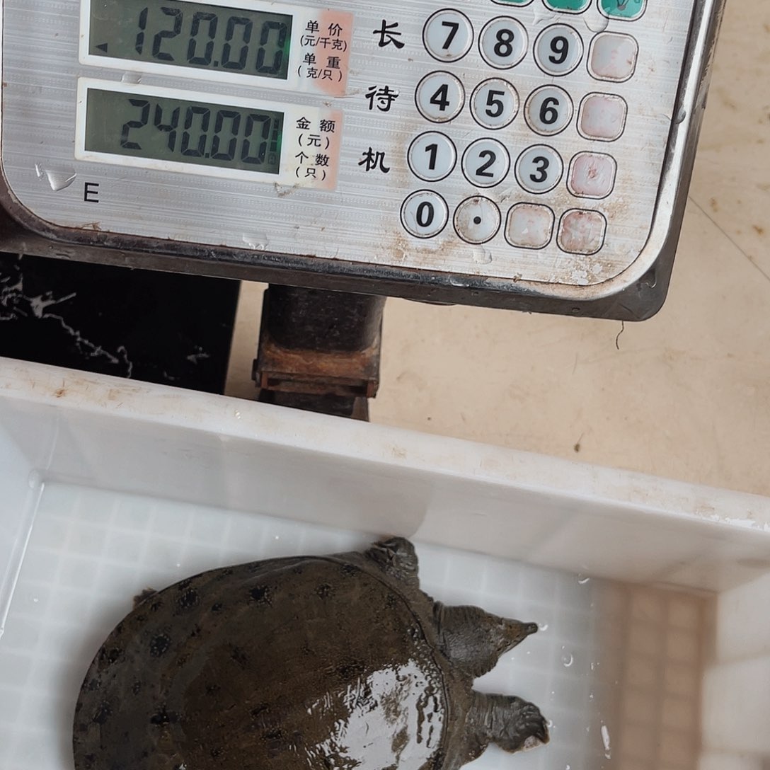 中国大陆野生甲鱼包邮包活