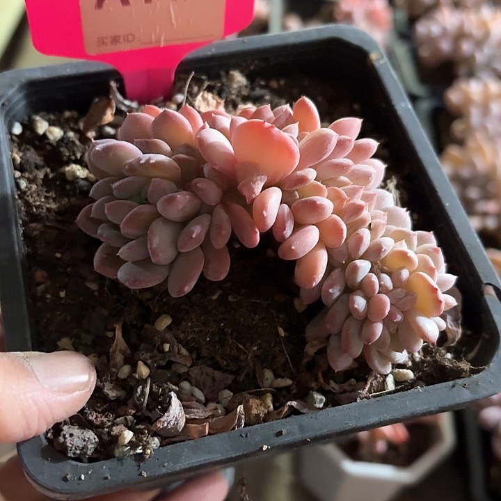 浅*光ch f d f h b v c 113