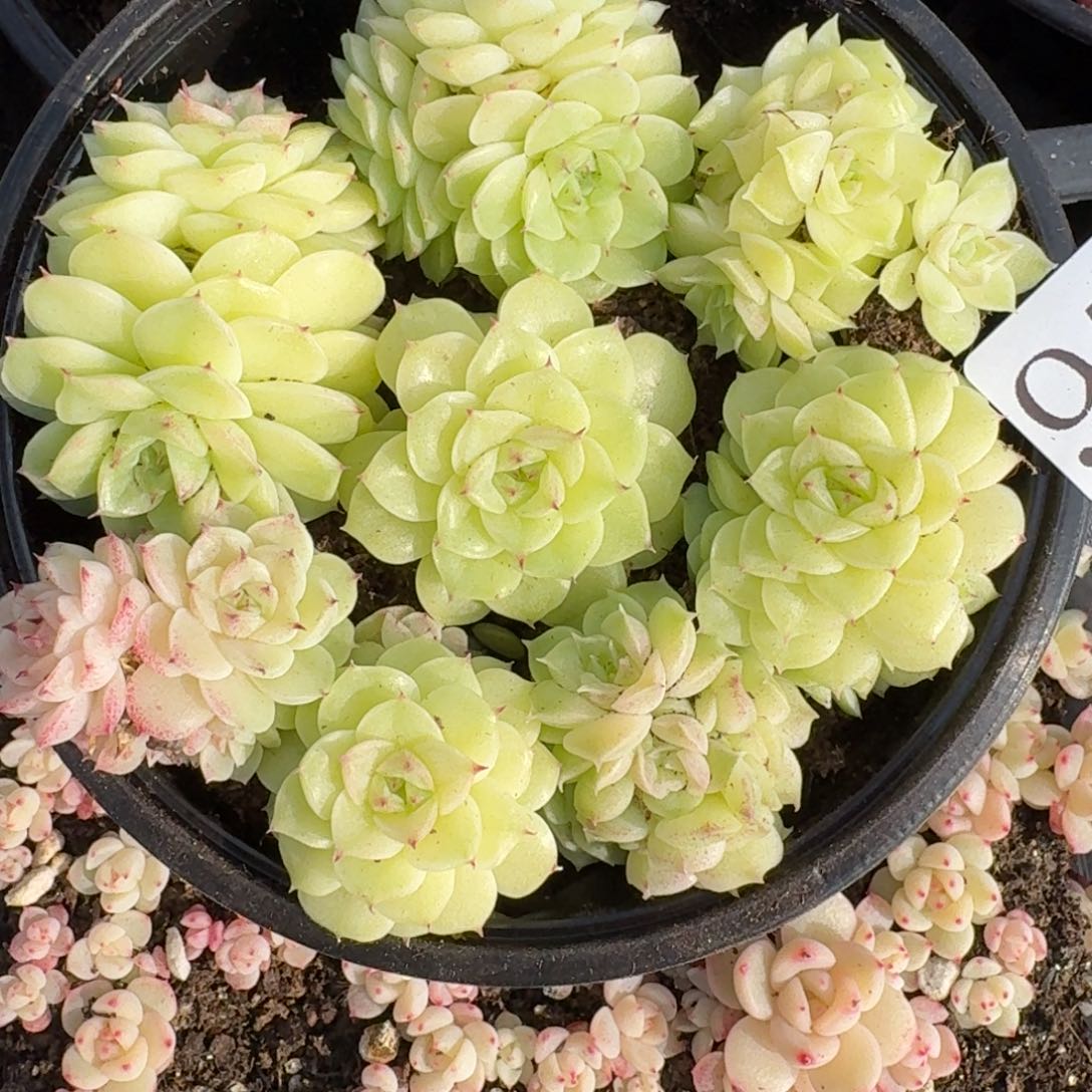 多肉植物多肉植物977