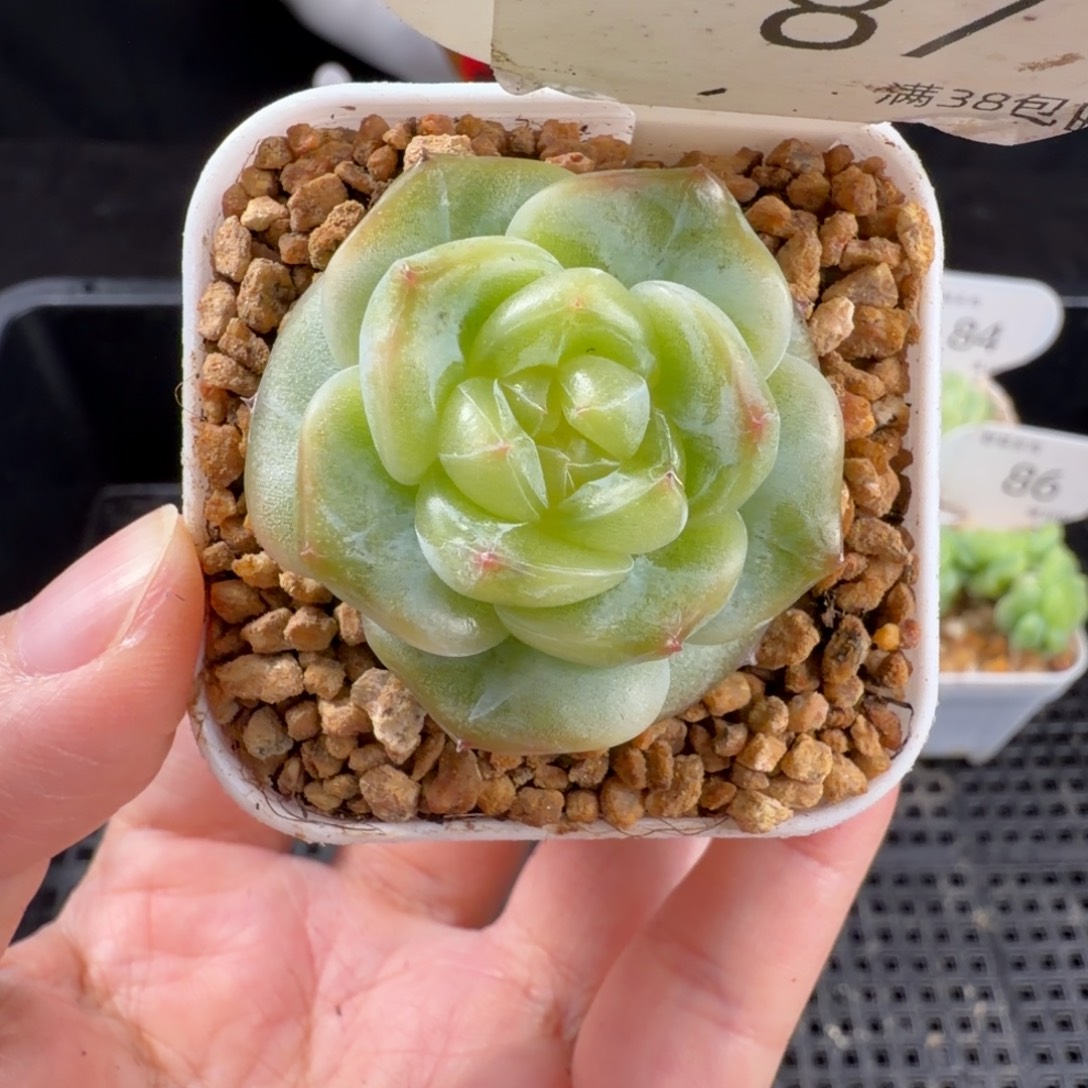 孤品珍妮单头87号
