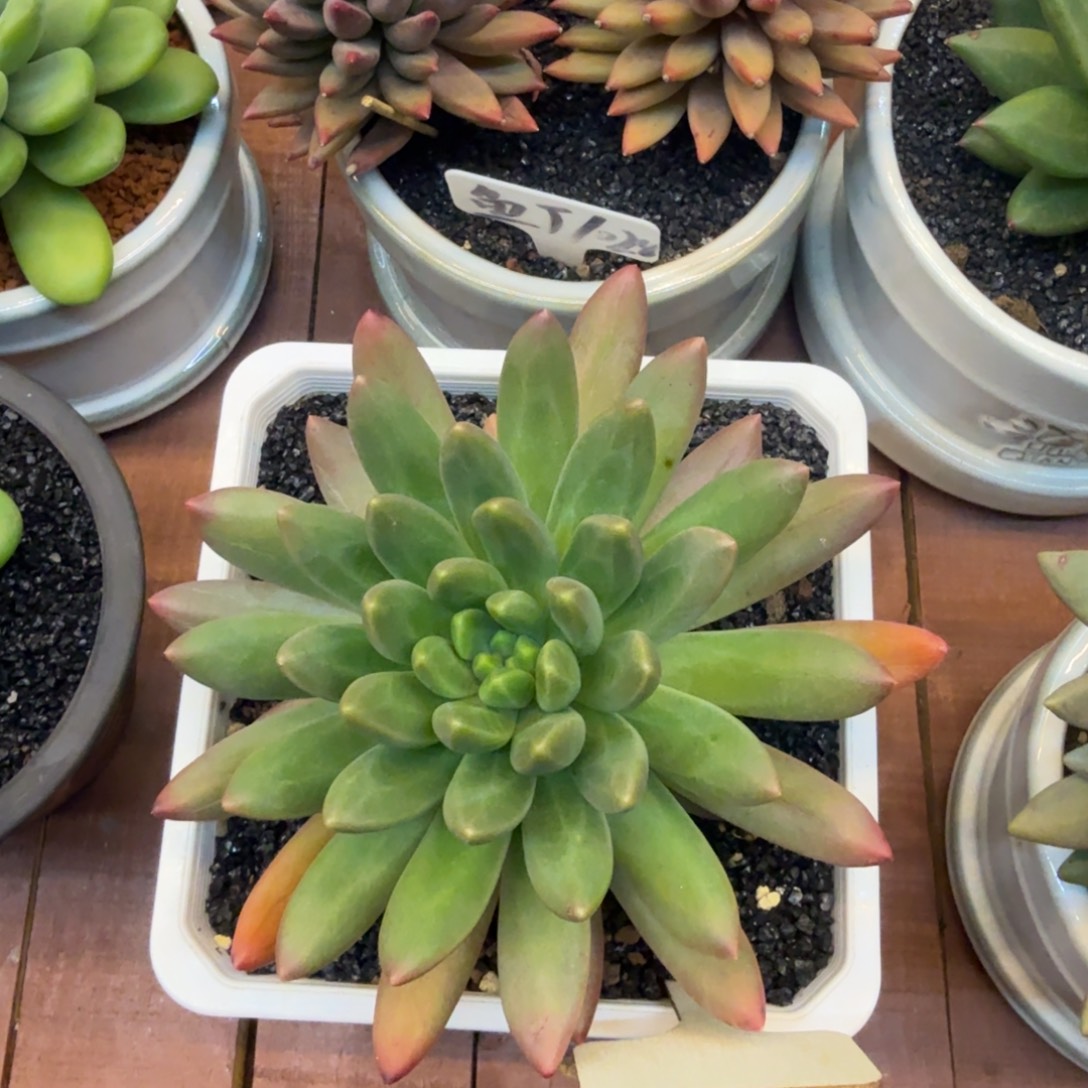 一***梅橙色奇迹大单头一物一拍发货顺丰