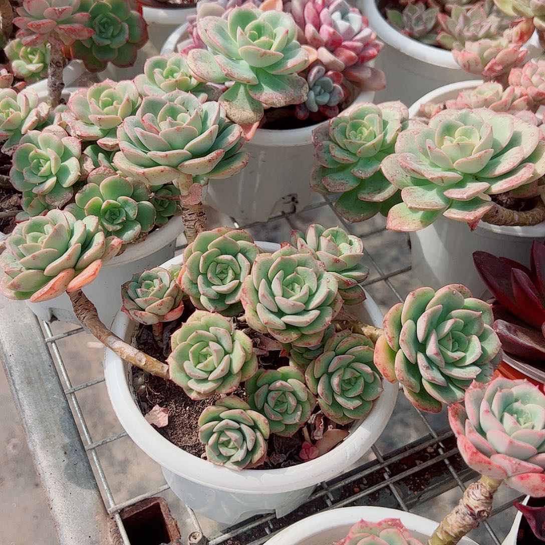 妮可沙拉玫瑰多头群生