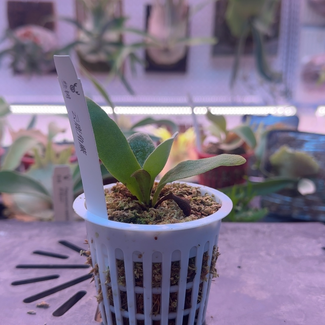 云鹿角蕨孢子苗喔