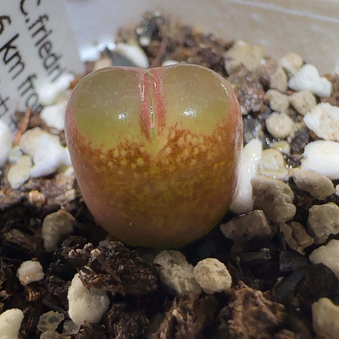 肉锥多肉植物百科3-6km风铃115