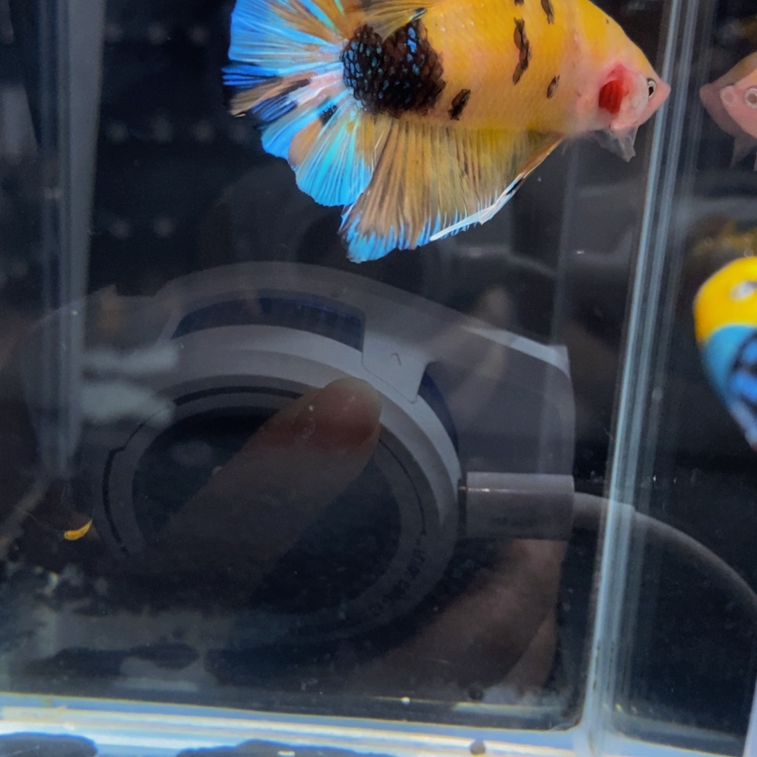 斗鱼334巨斗111111星