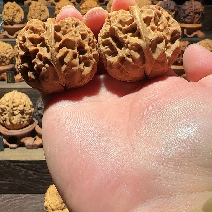 核桃云铁龙甲金蟾45尺