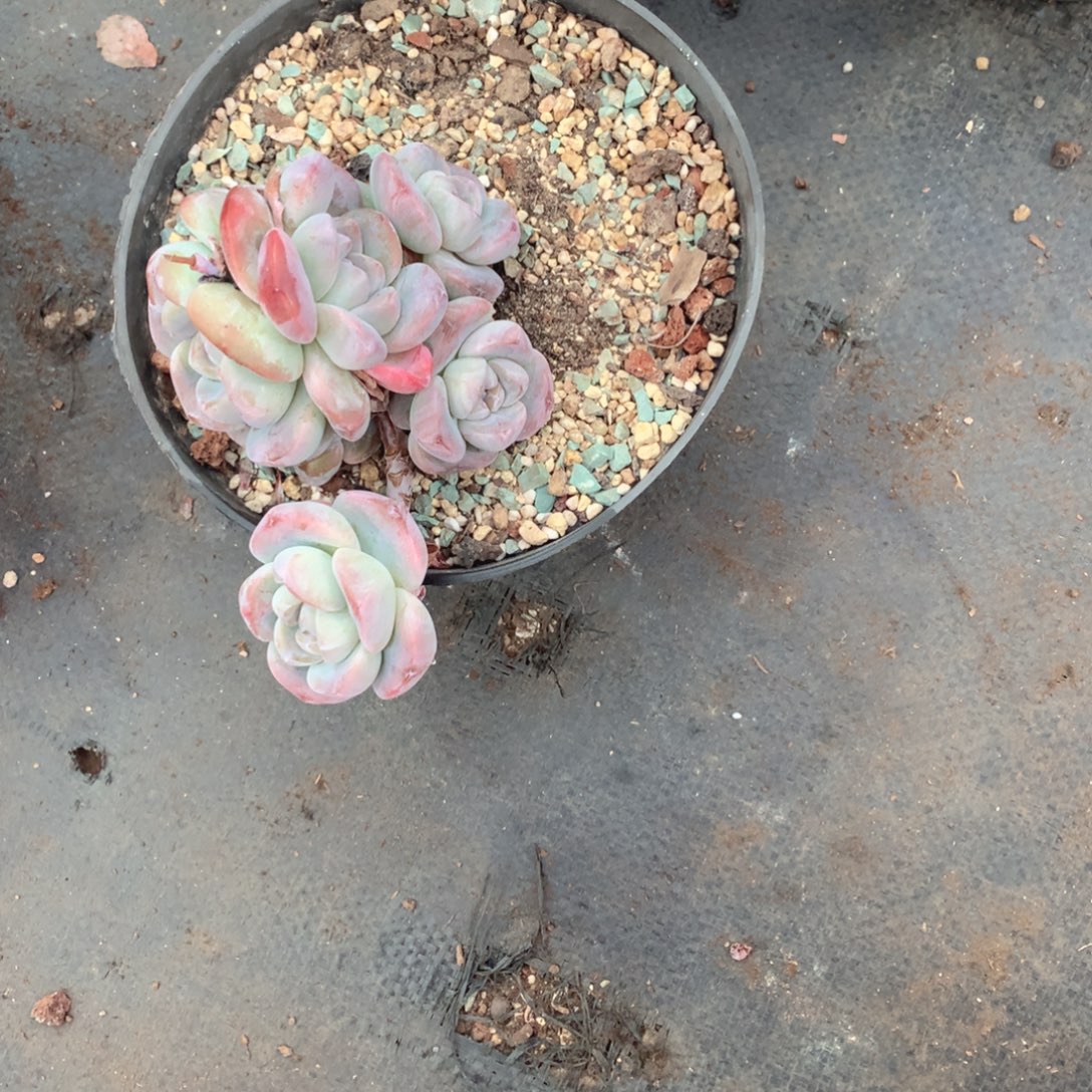 多肉植物多肉植物冰玉