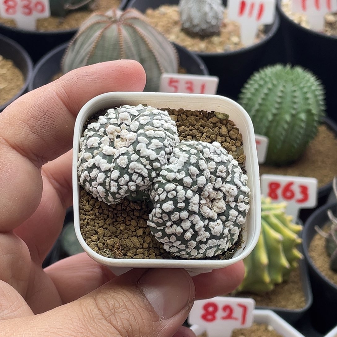 双头日系高绒浓白超兜