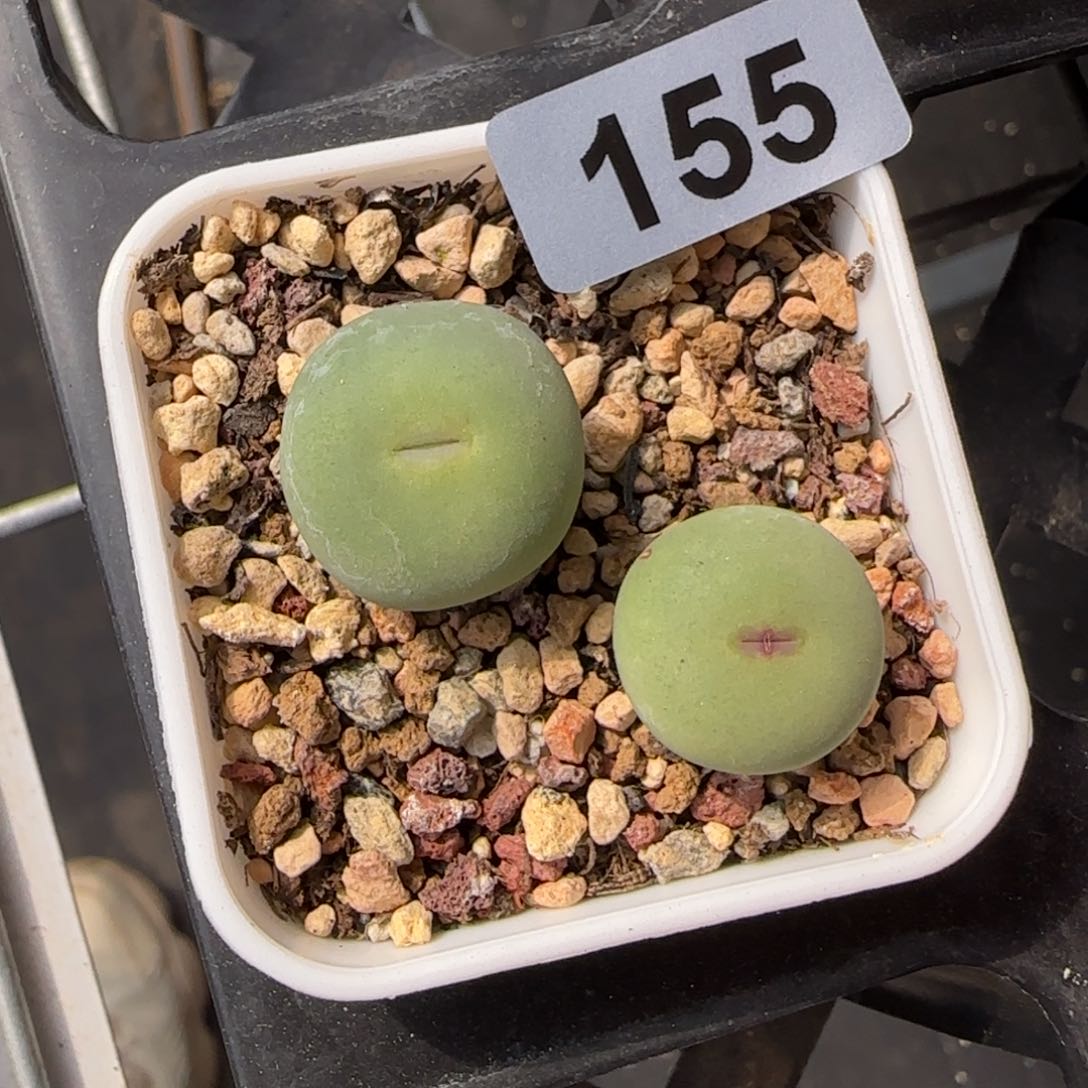 歌姬嘴多肉植物水泡155