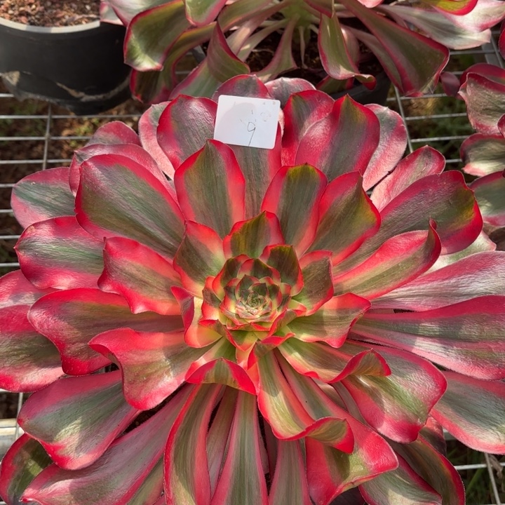 云南红魔女好看9号